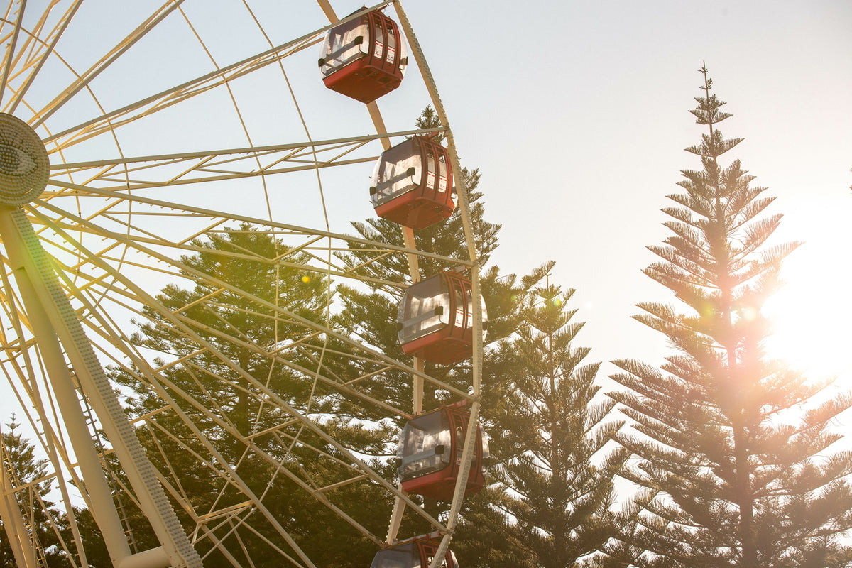 The Fremantle Esplanade Ferris wheel and Norfolk Island pines, backlit by low afternoon sun
